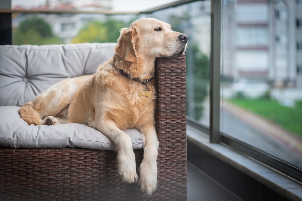 Golden retriever dog sitting on comfortable sofa on balcony